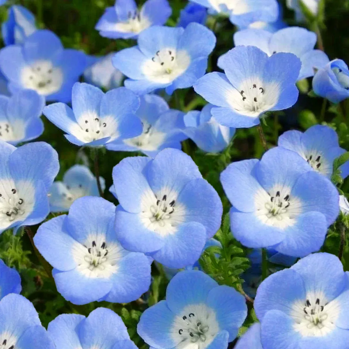Baby Blue Eyes
