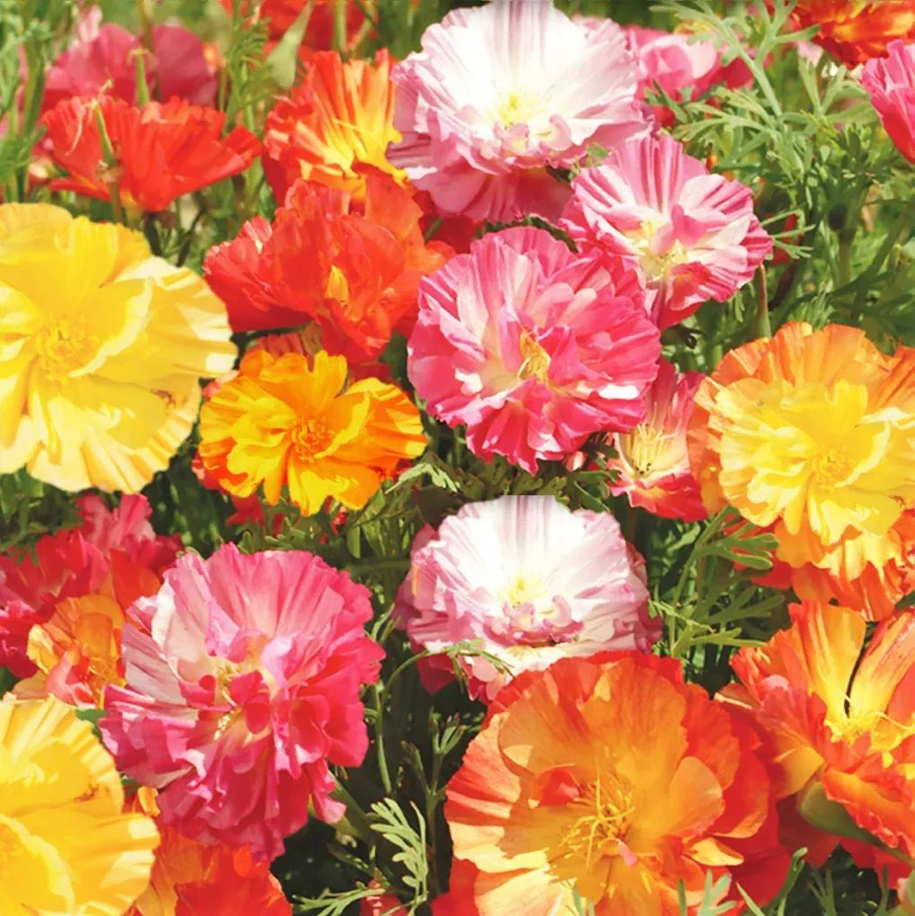 Ballerina Mix California Poppy