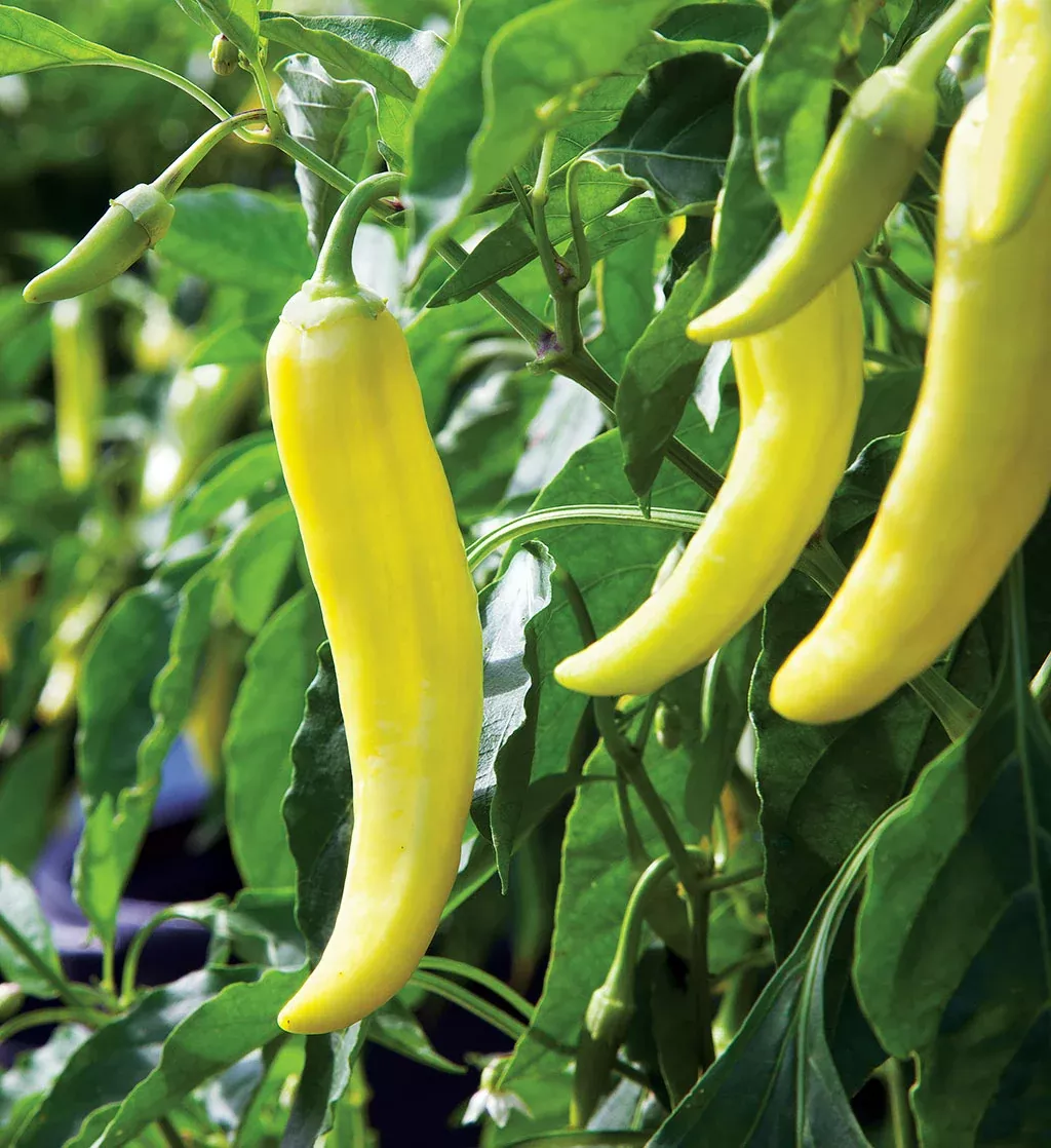 Banana Pepper
