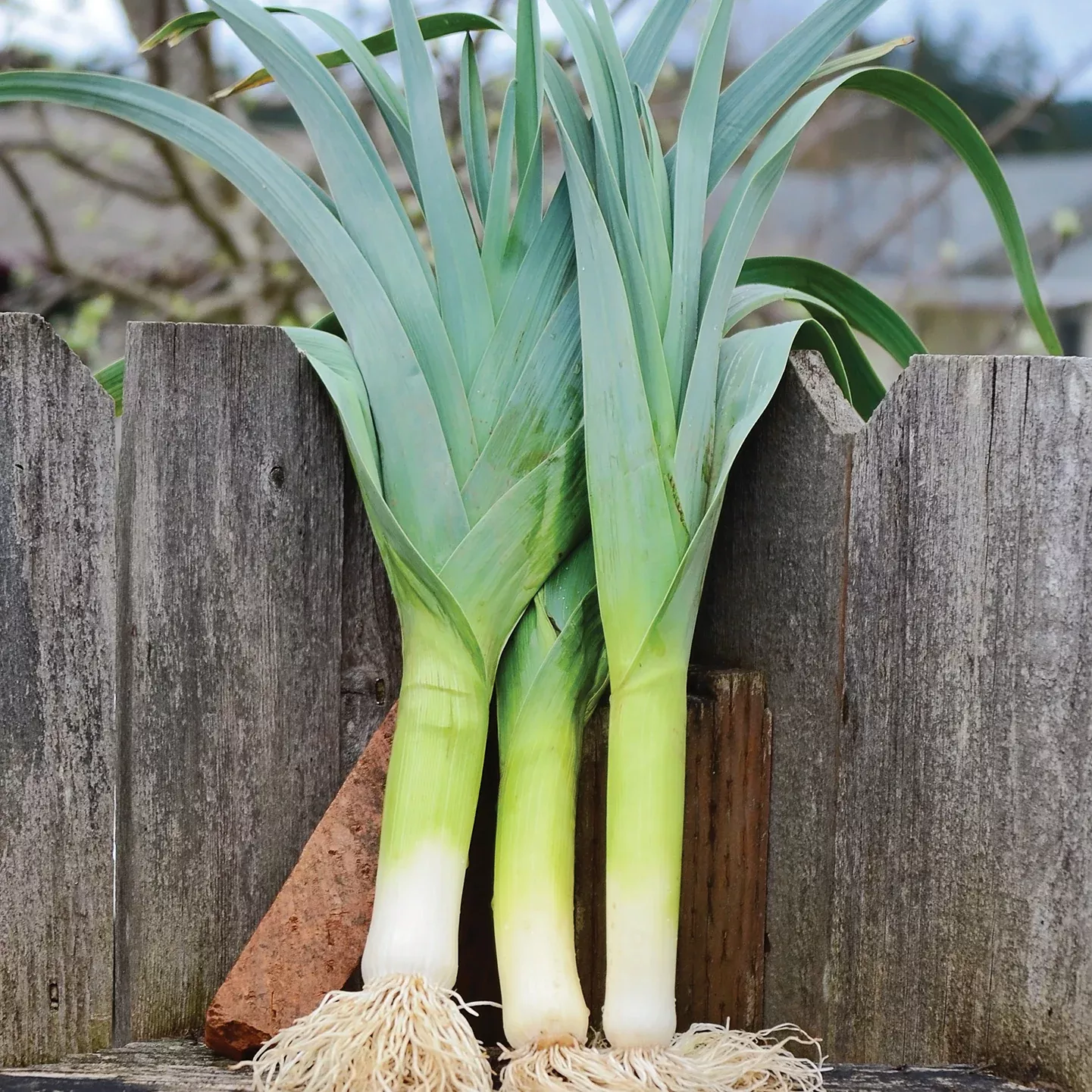 Bandit Leek