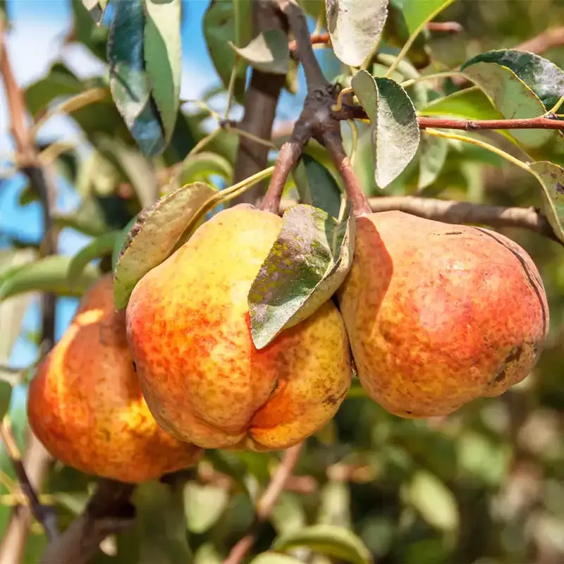 Bartlett Pear