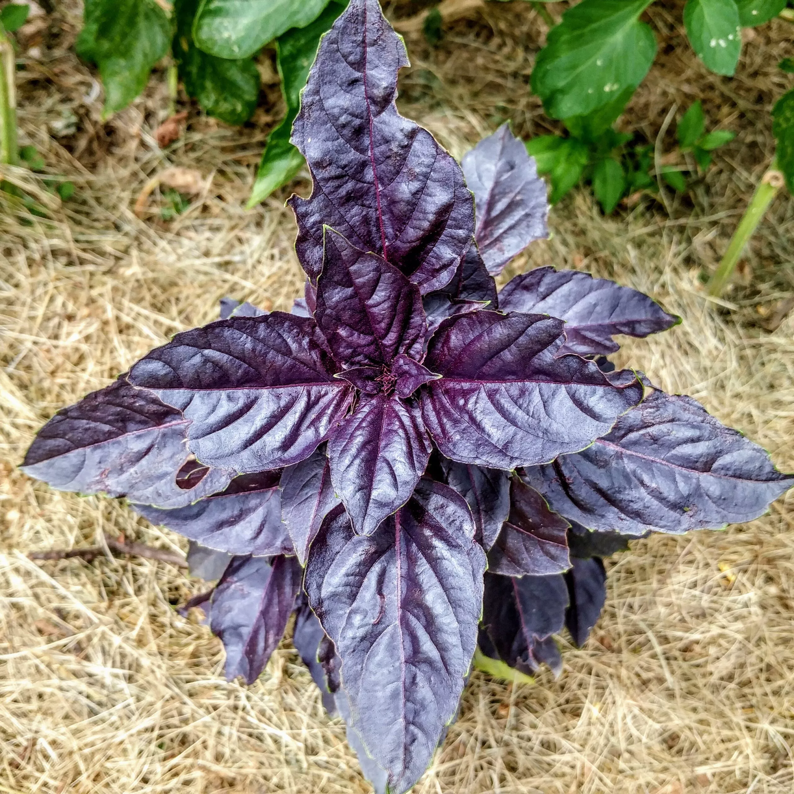 Basil Dark Purple Opal
