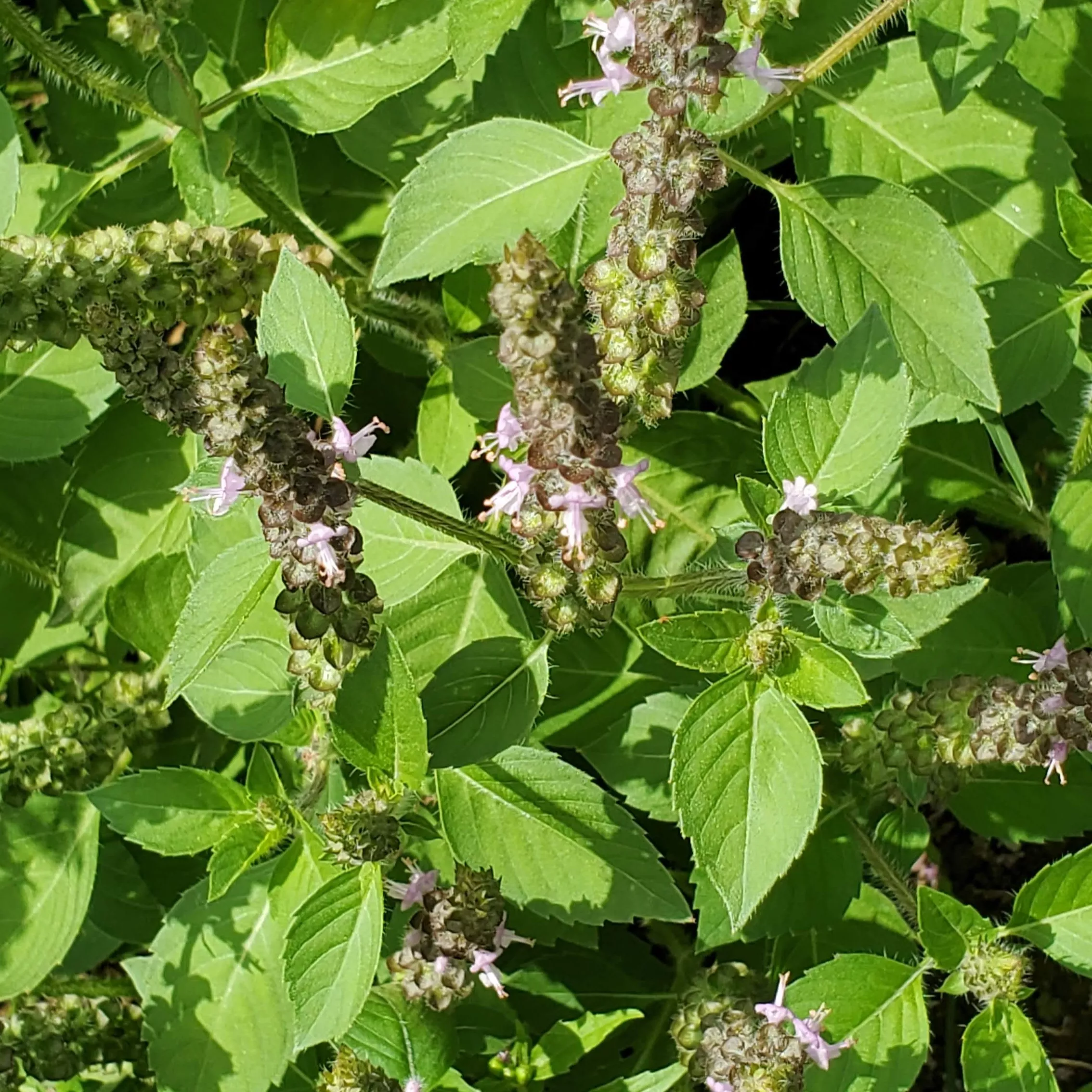 Basil Kapoor Tulsi (Holy Basil)
