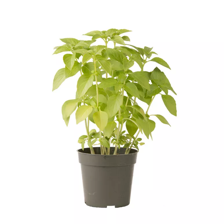 Basil Mrs. Burns’ Lemon