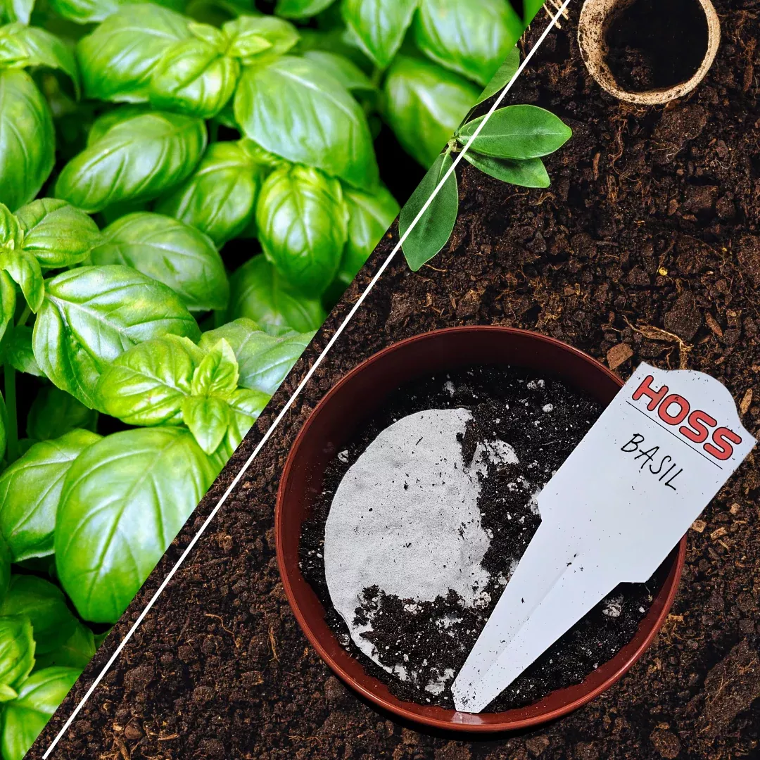 Basil Seed Disk