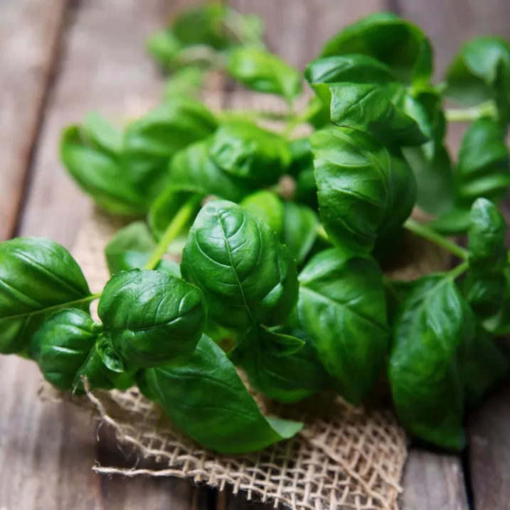 Basil Sweet Organic