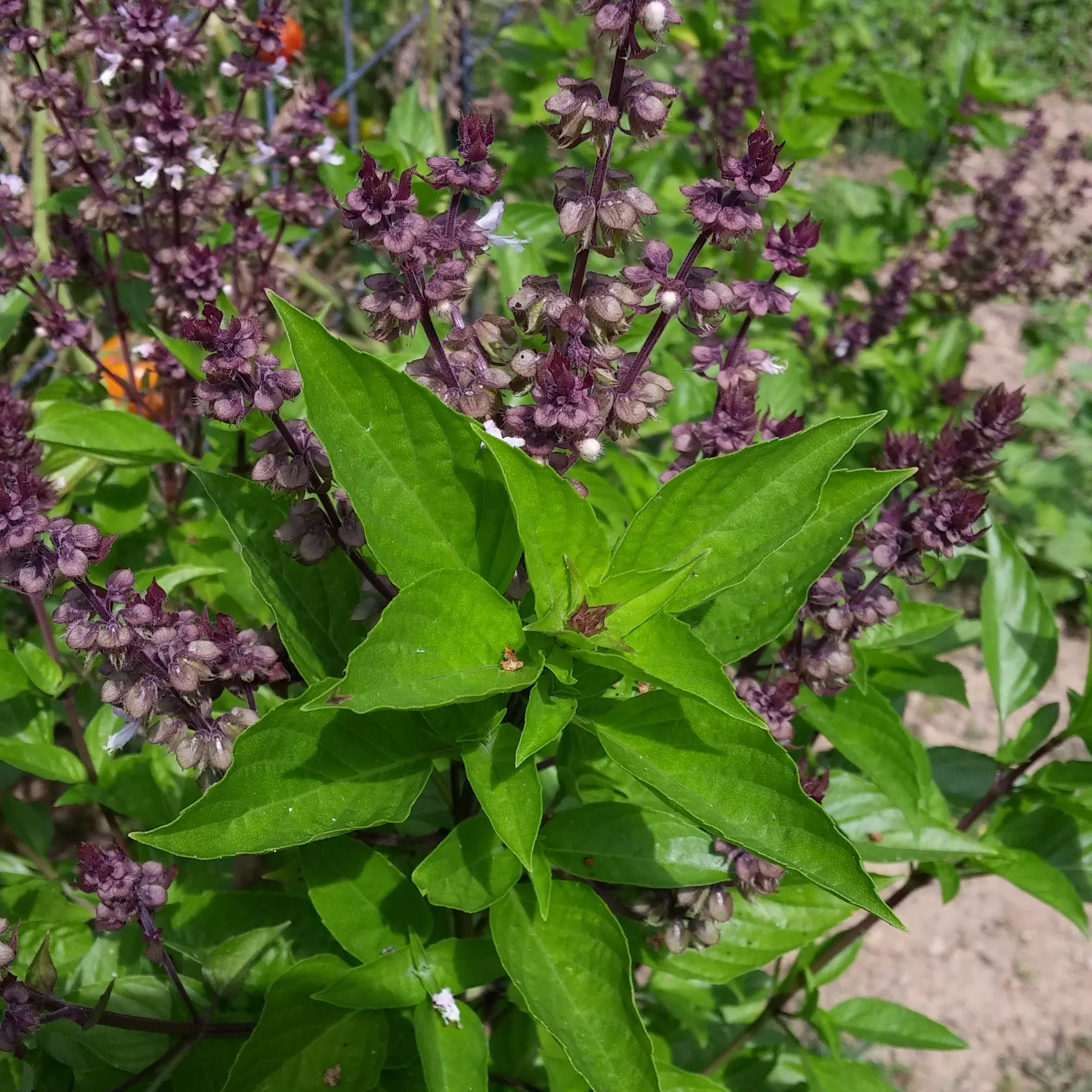Basil Sweet Thai Organic