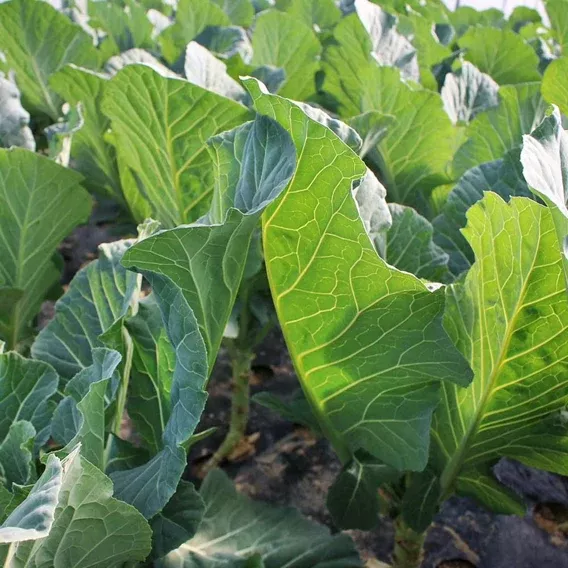 Bayou Kale