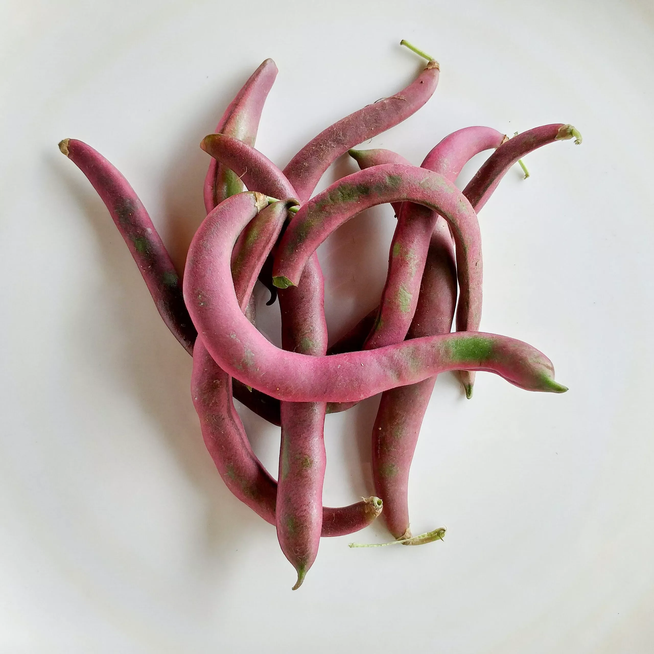Bean Bush Red Swan