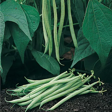 Bean Bush Tavera Organic