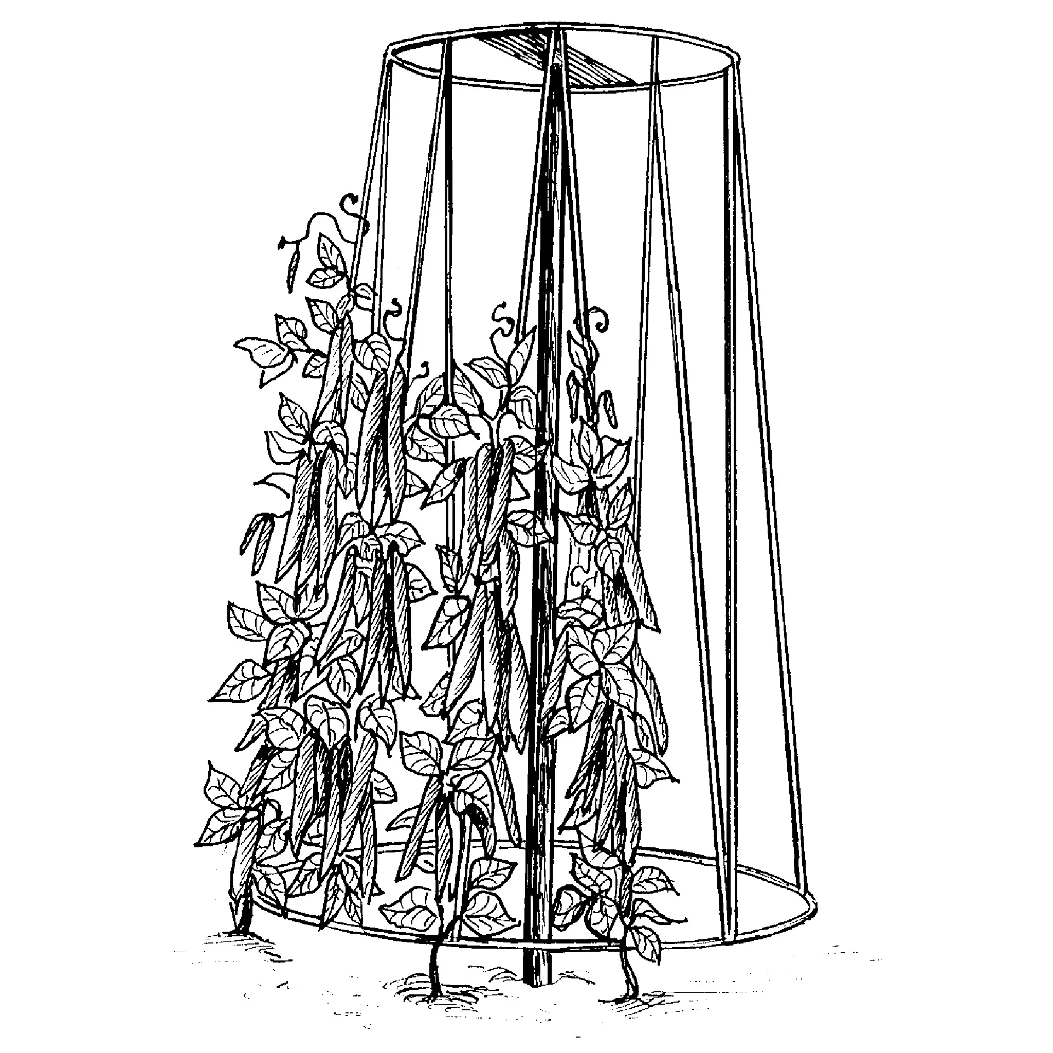Bean And Pea Tower