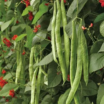 Bean Pole Scarlet Emperor