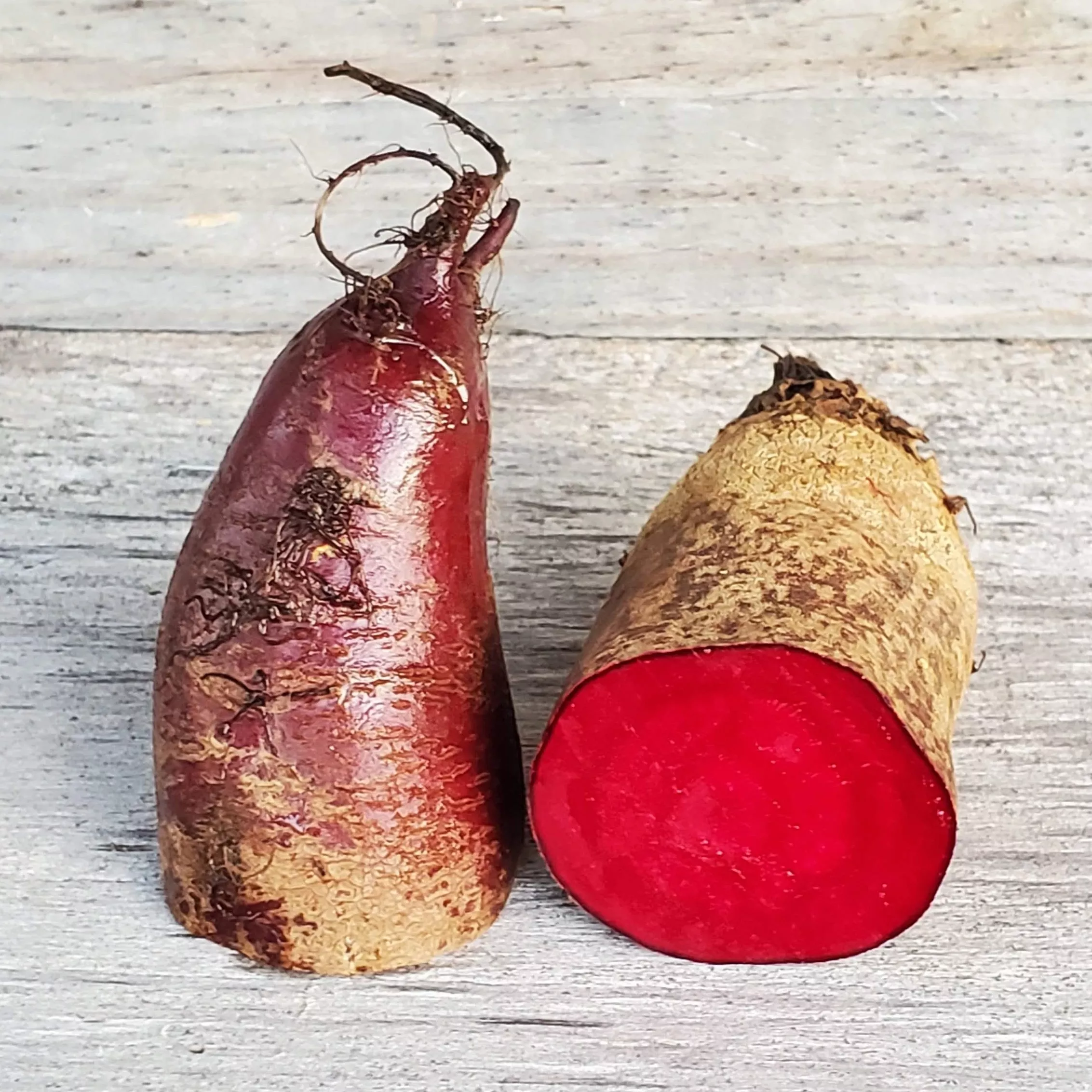 Beet Cylindra Organic