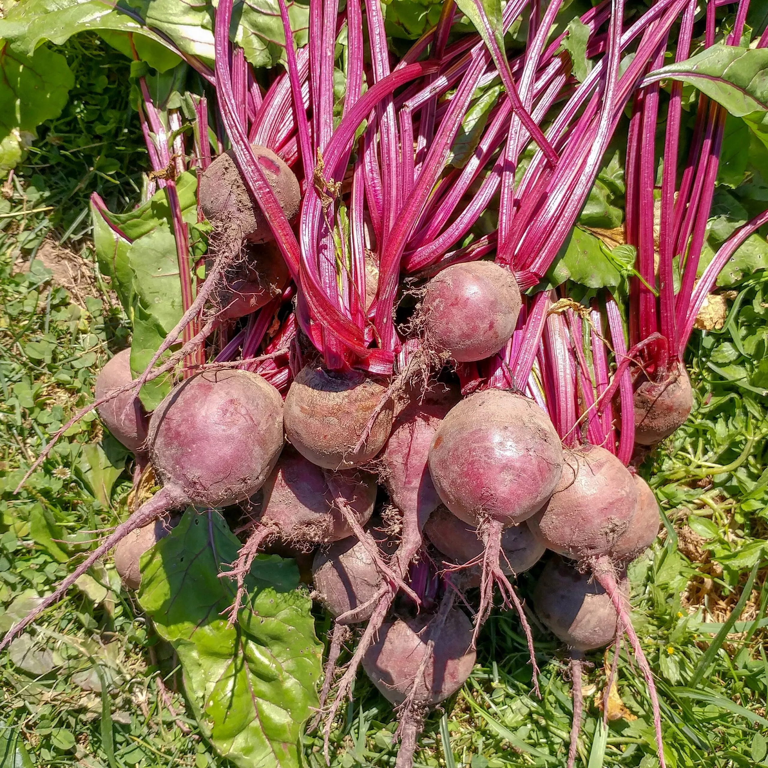 Beet Detroit Dark Red Organic