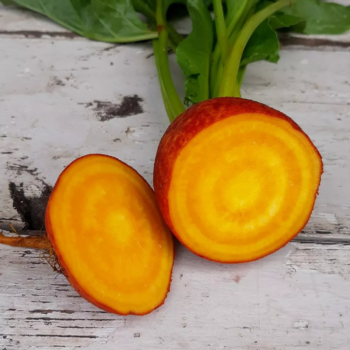 Beet Golden Organic