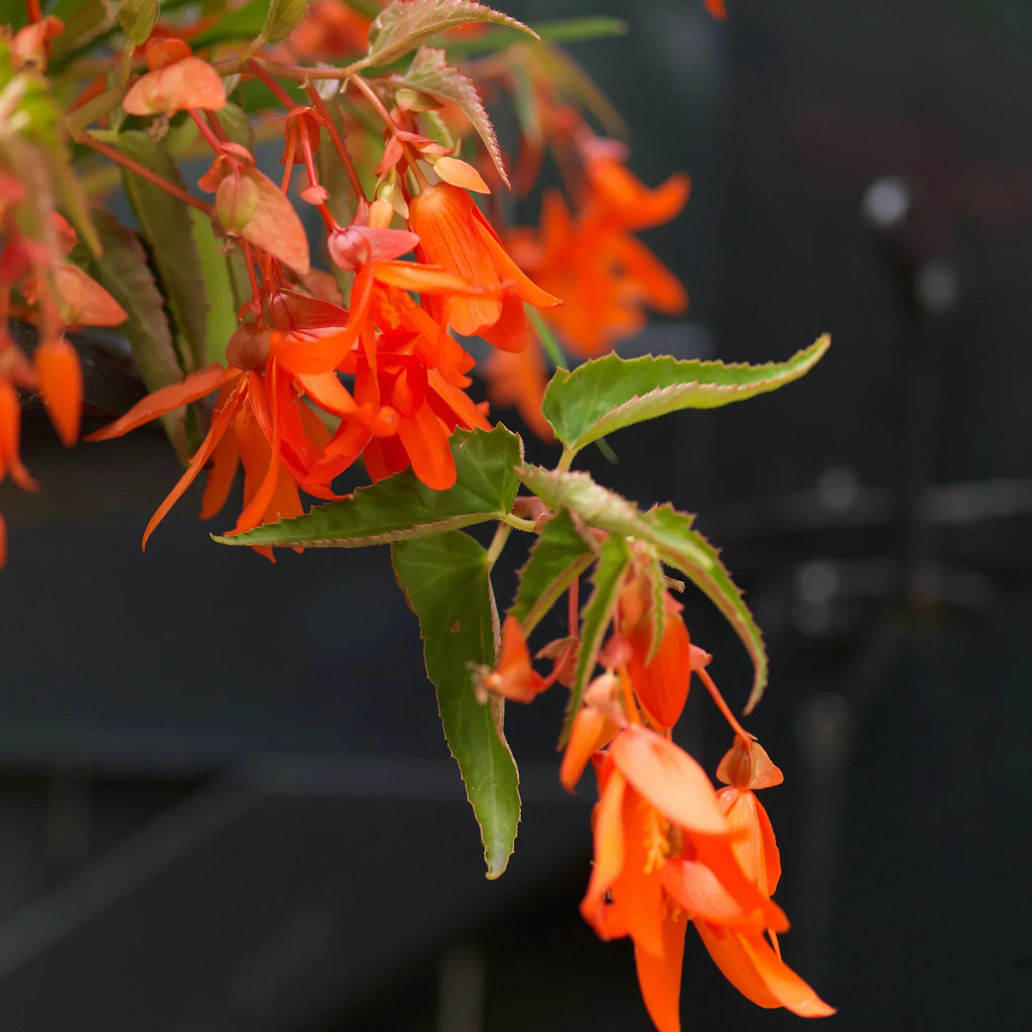 Begonia, Bertinii, 3 Pack