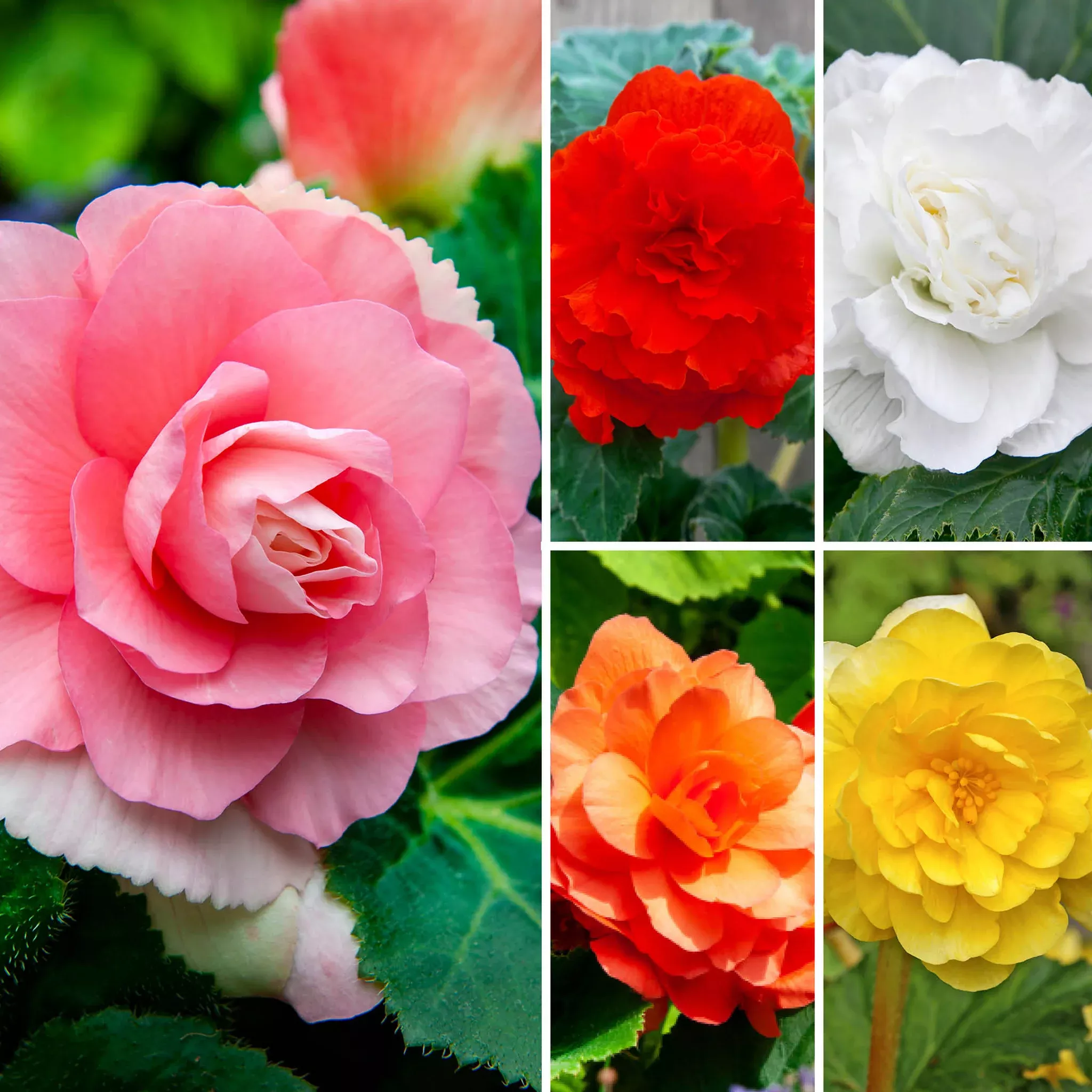Begonia, Double Mix, Pack of 3