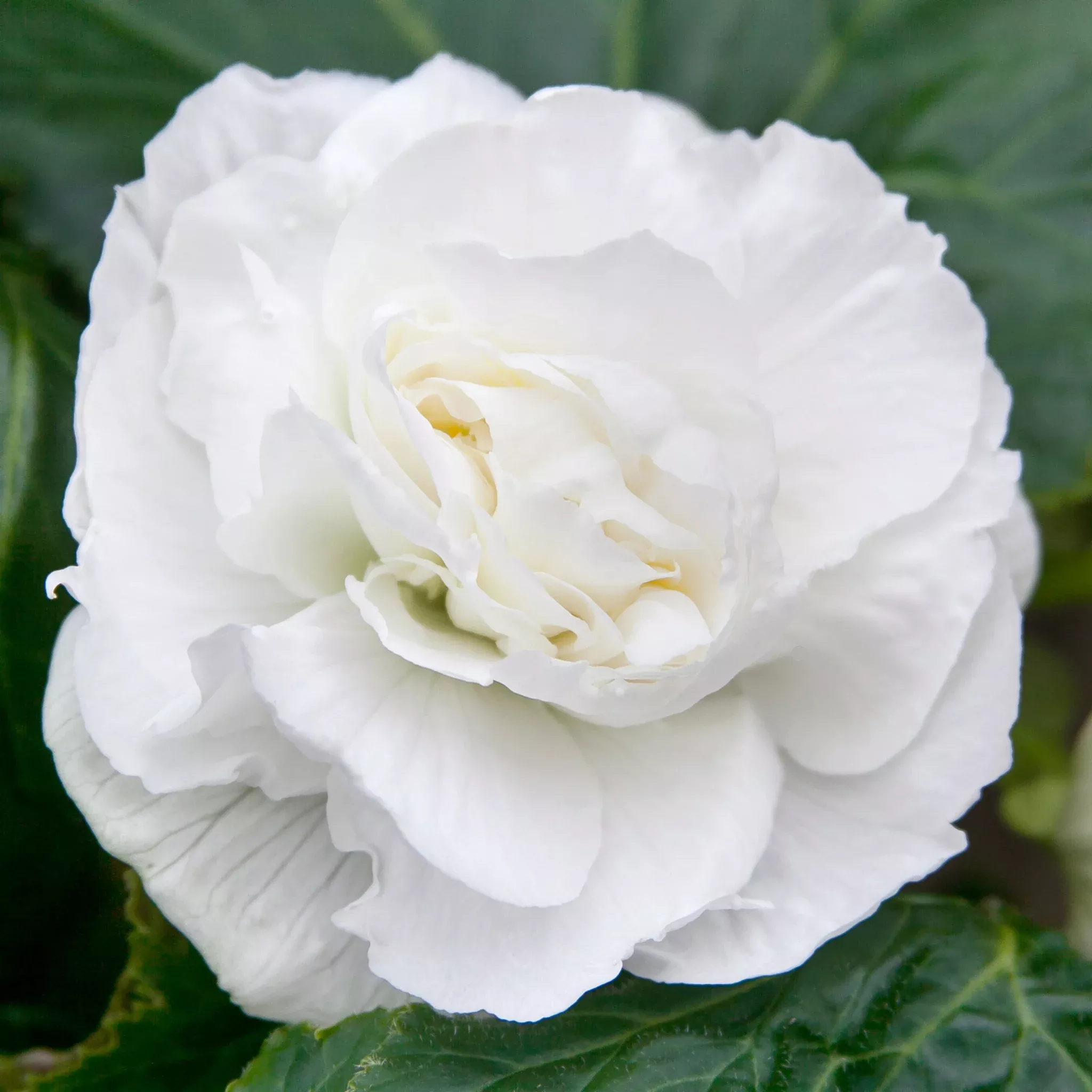 Begonia, Double White