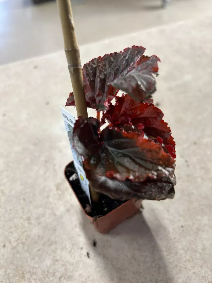 Begonia Rex Collection
