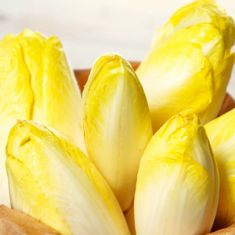 Belgian Endive (Witloof Chicory)