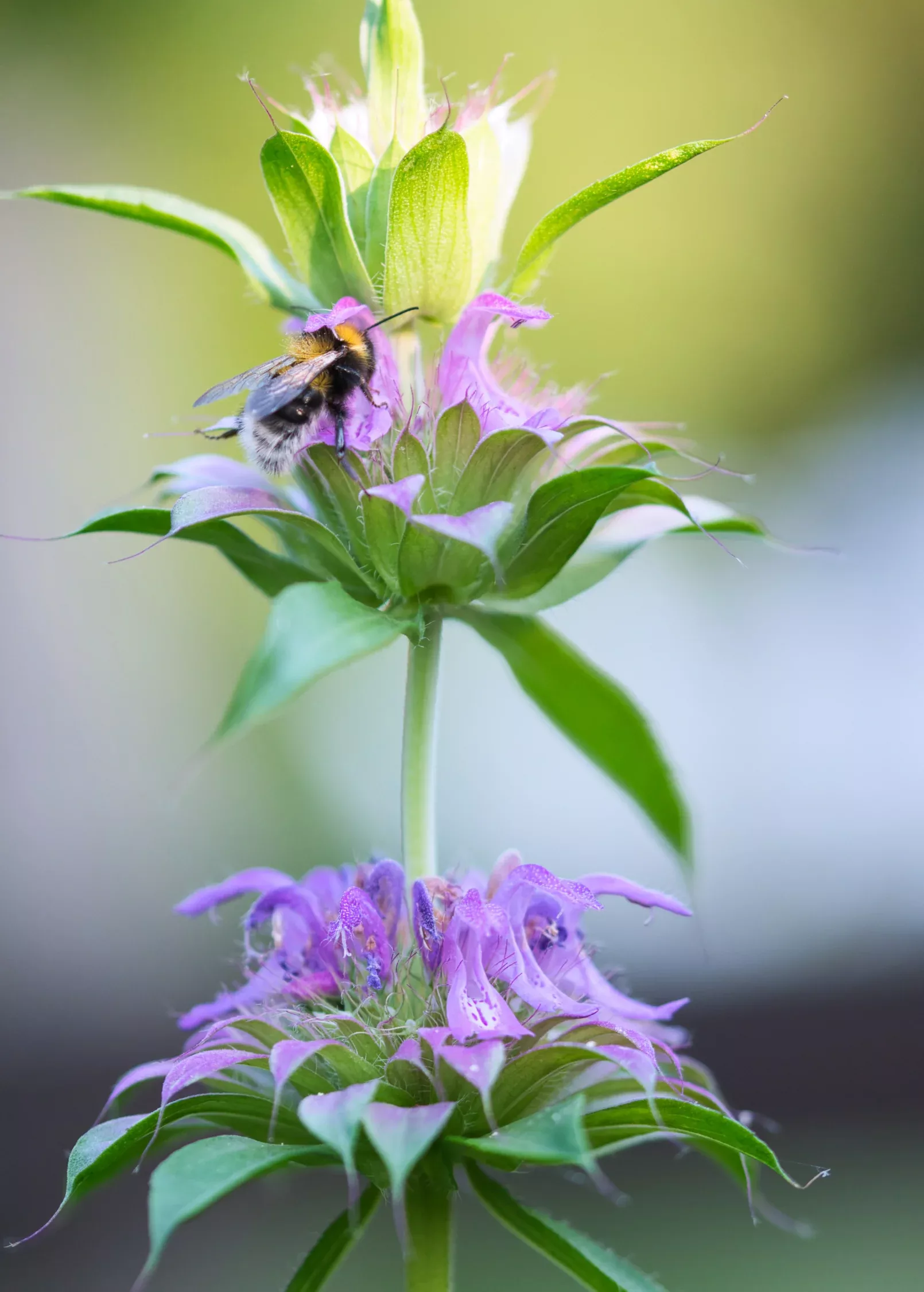 Bergamot 'Lemon' (Monarda citriodora)