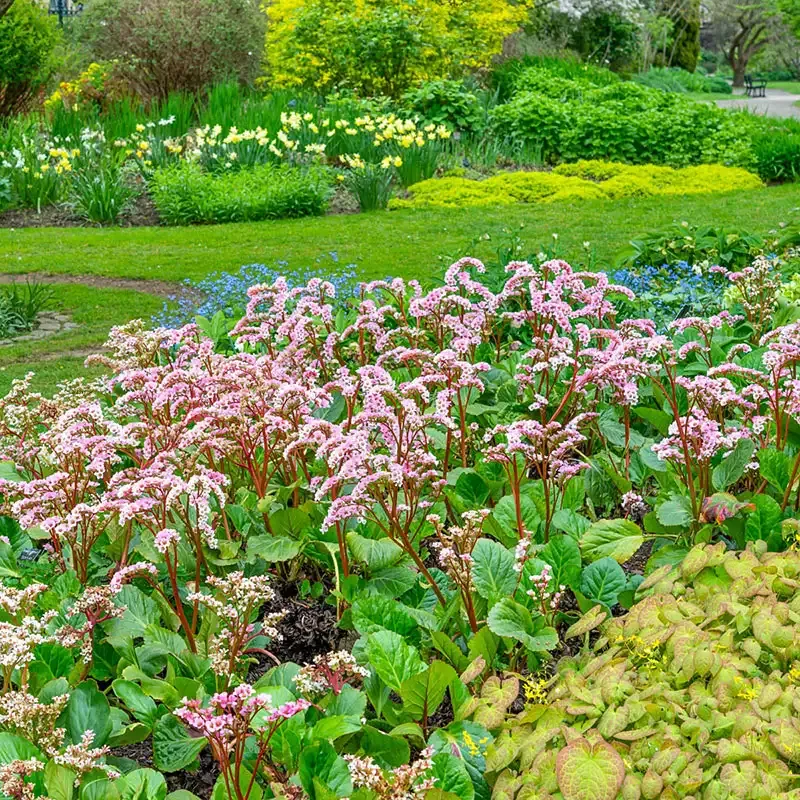 Bergenia