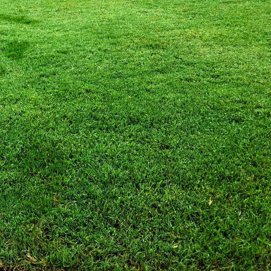 Bermuda Grass, Coated Unhulled