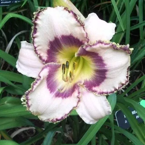 Beth Herr Daylily - 3 Bare Root Plants, Already Sprouting - Hemerocallis 'Beth Herr'