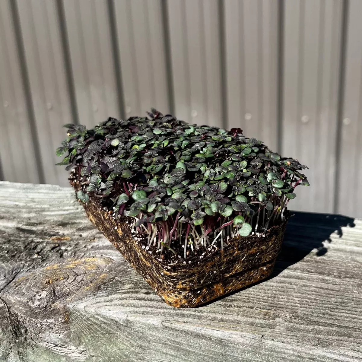 Bi-colored Perilla Microgreens