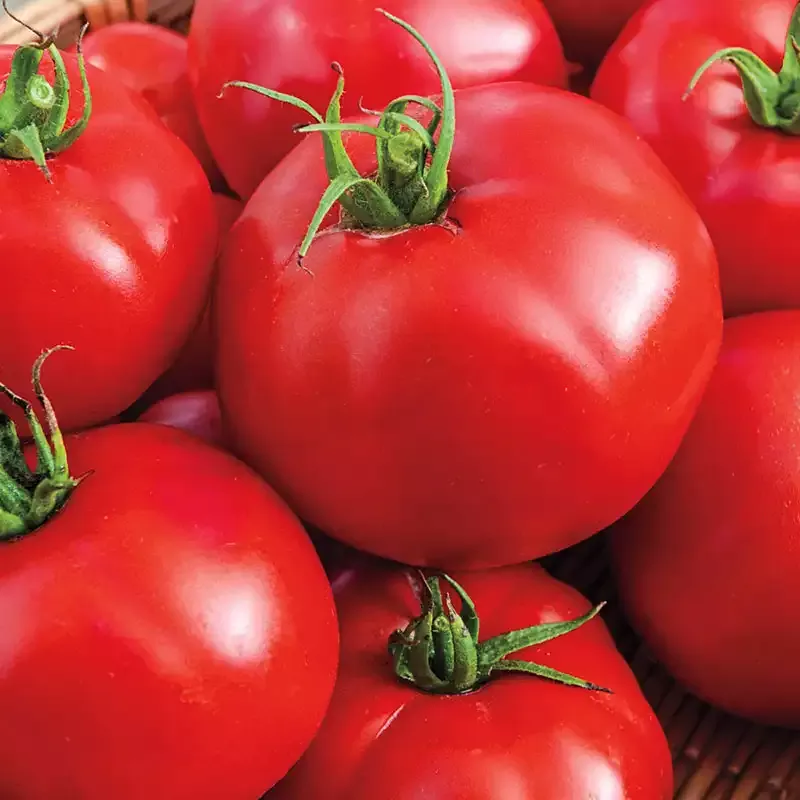 Big Beef Hybrid Tomato