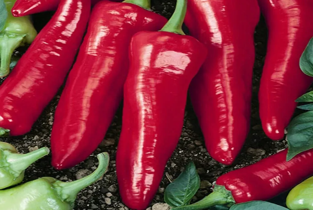 Big Jim Pepper