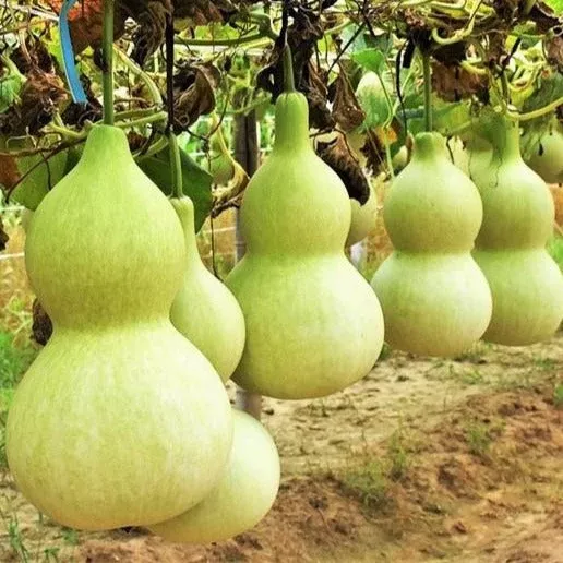 Birdhouse Bottle Gourd