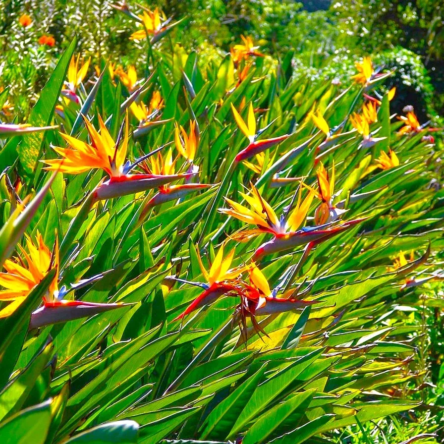 Birds of Paradise