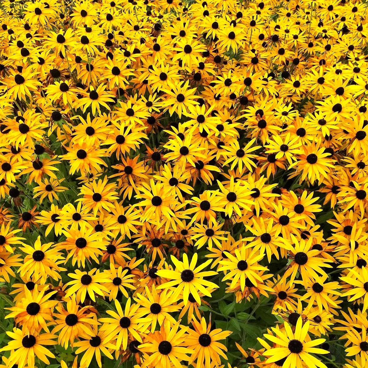 Black-Eyed Susan