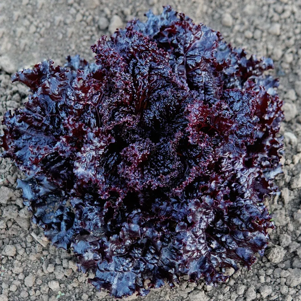 Black Hawk Lettuce