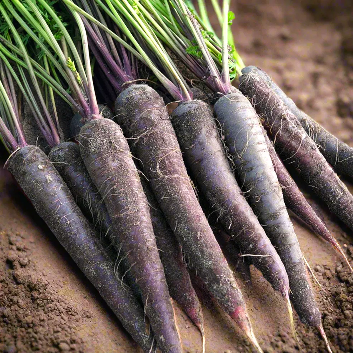 Black Nebula Carrot