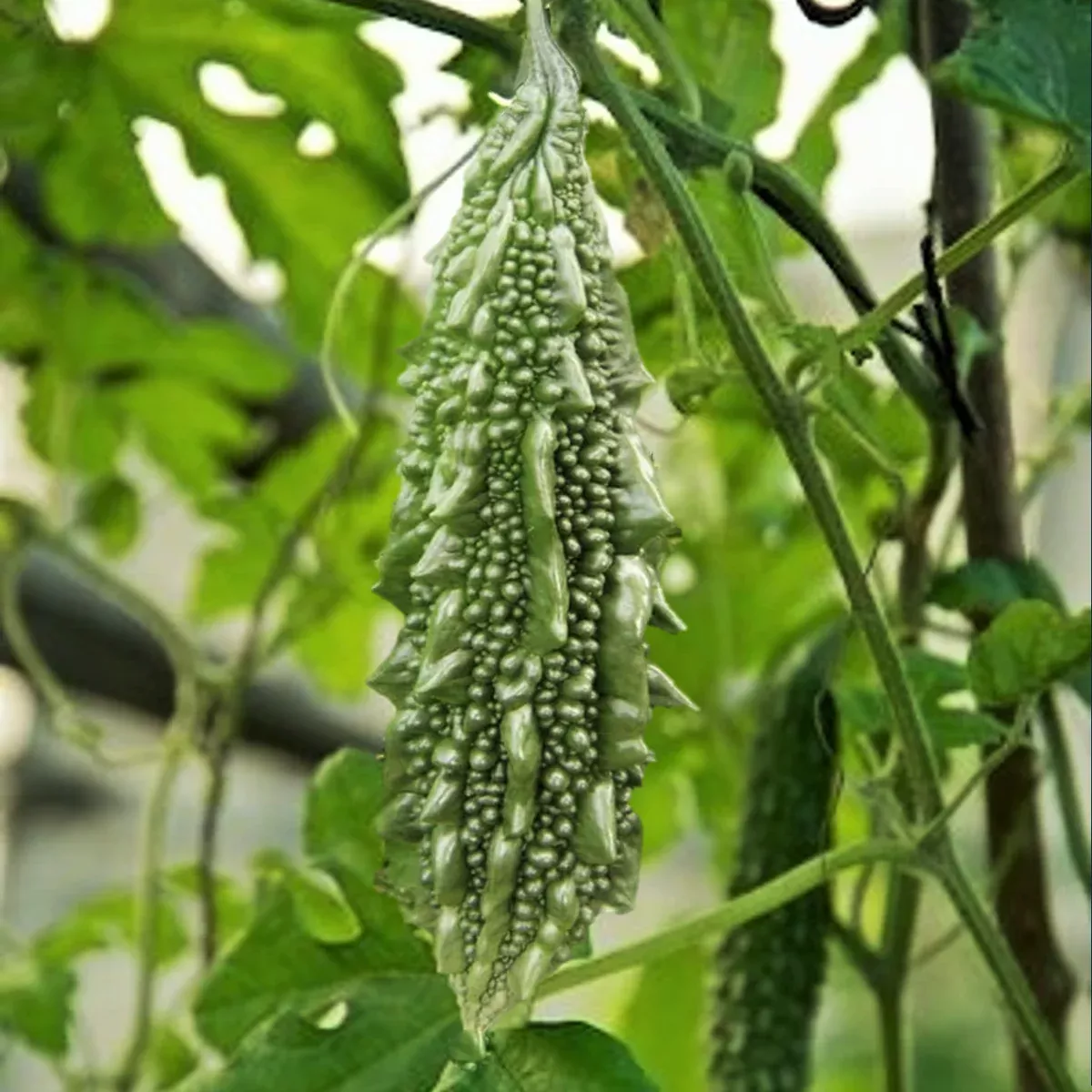 Black Pearl Bitter Melon