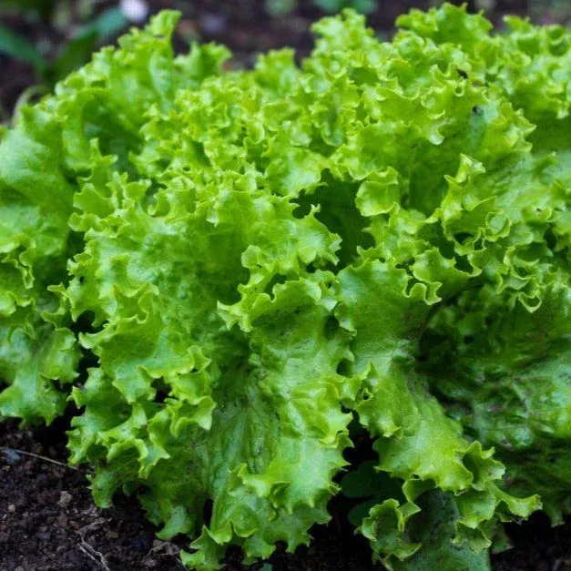 Black Seeded Simpson Green Leaf Lettuce