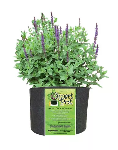 Black Smart Pots