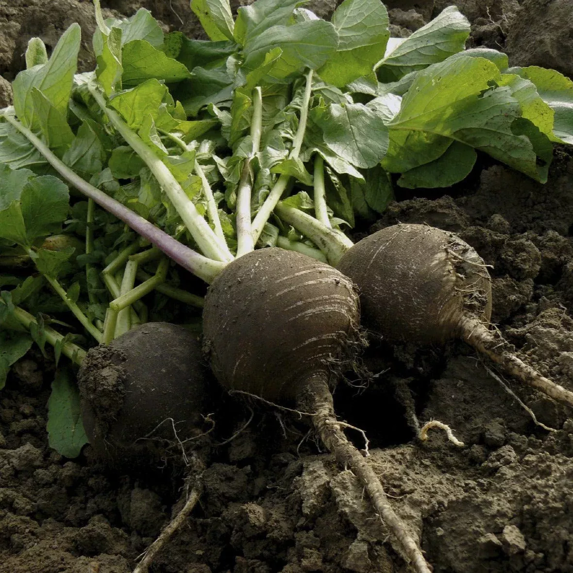 Black Spanish Round Radish