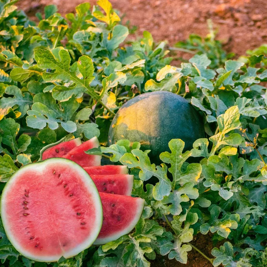 Black Tail Mountain Watermelon