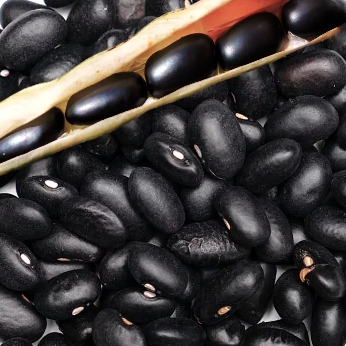 Black Turtle Bean (Black Bean)