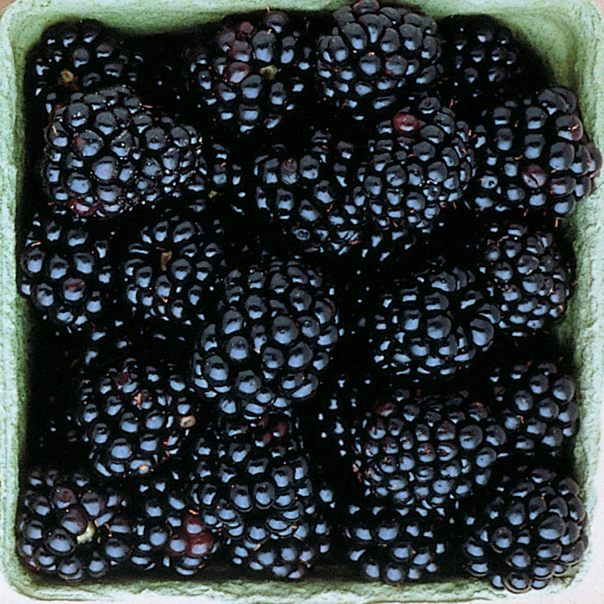 Blackberry, Thornless, Triple Crown