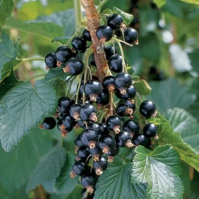 Blackdown Currant Plant