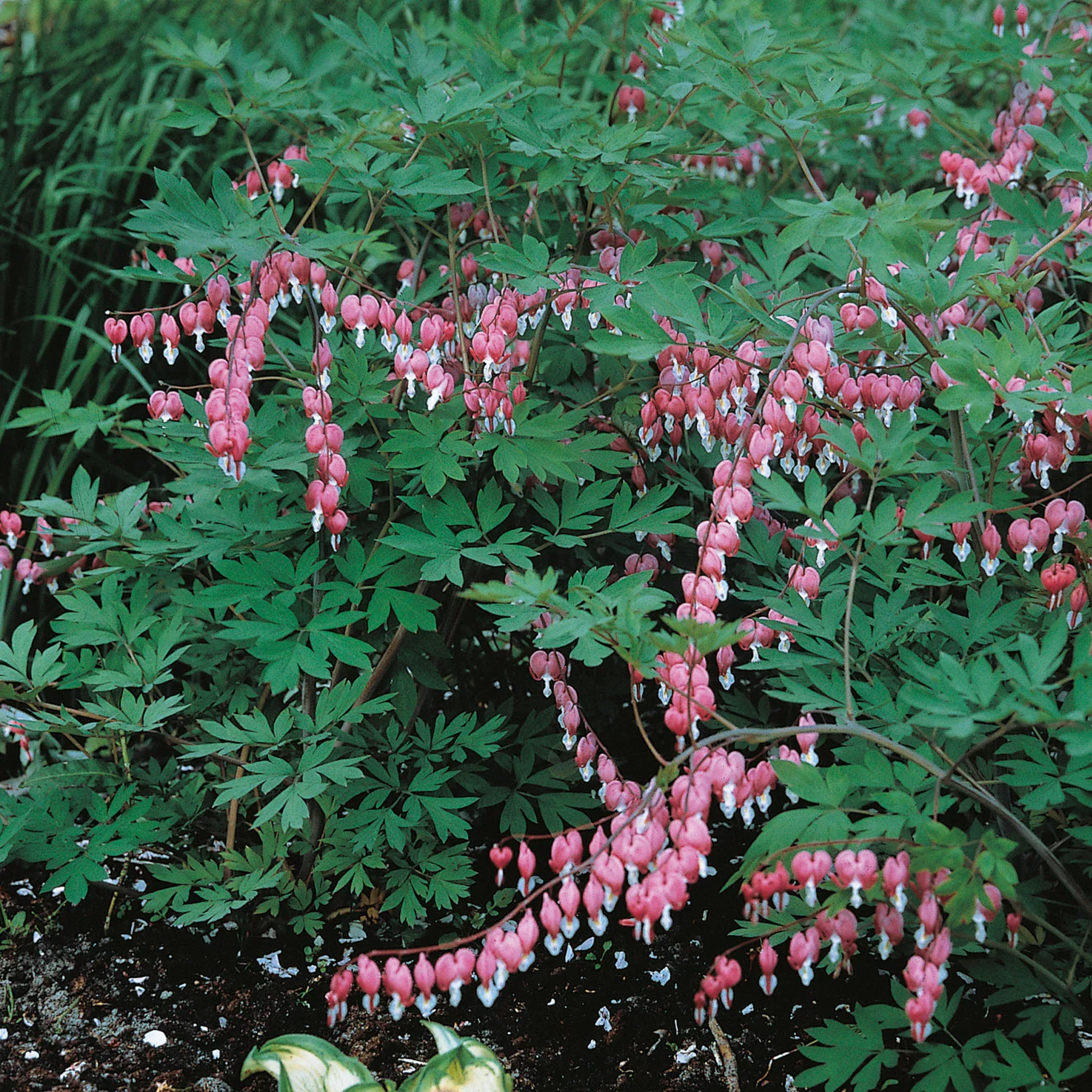 Bleeding Heart, Giant Pink