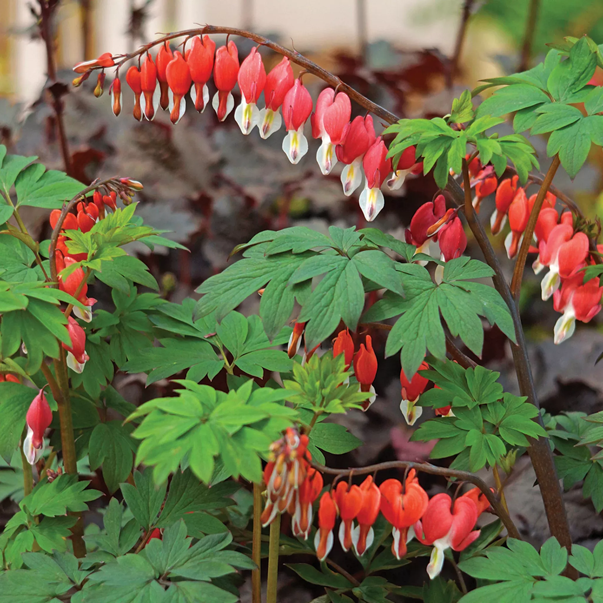 Bleeding Heart, Valentine