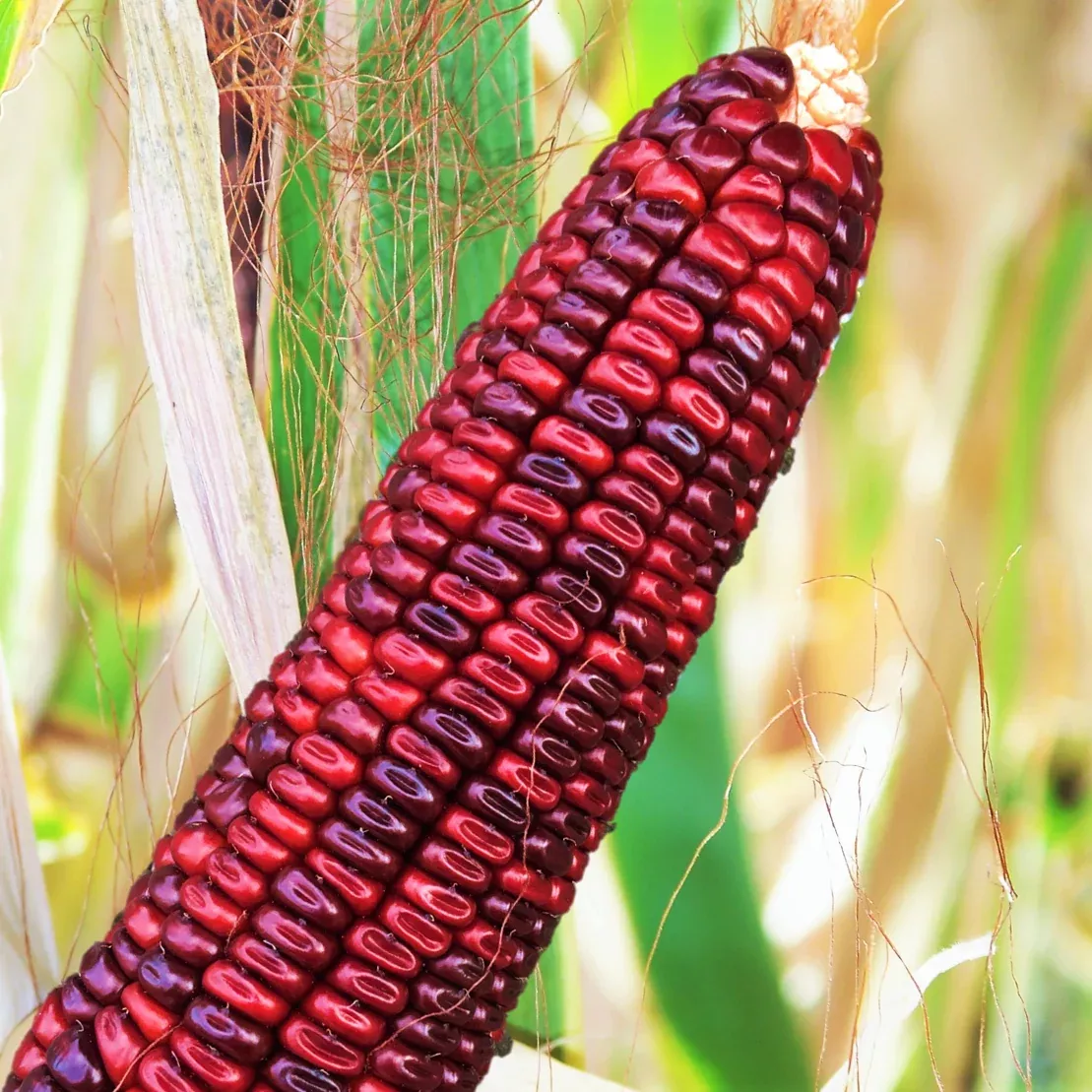 Bloody Butcher Red Ornamental Corn