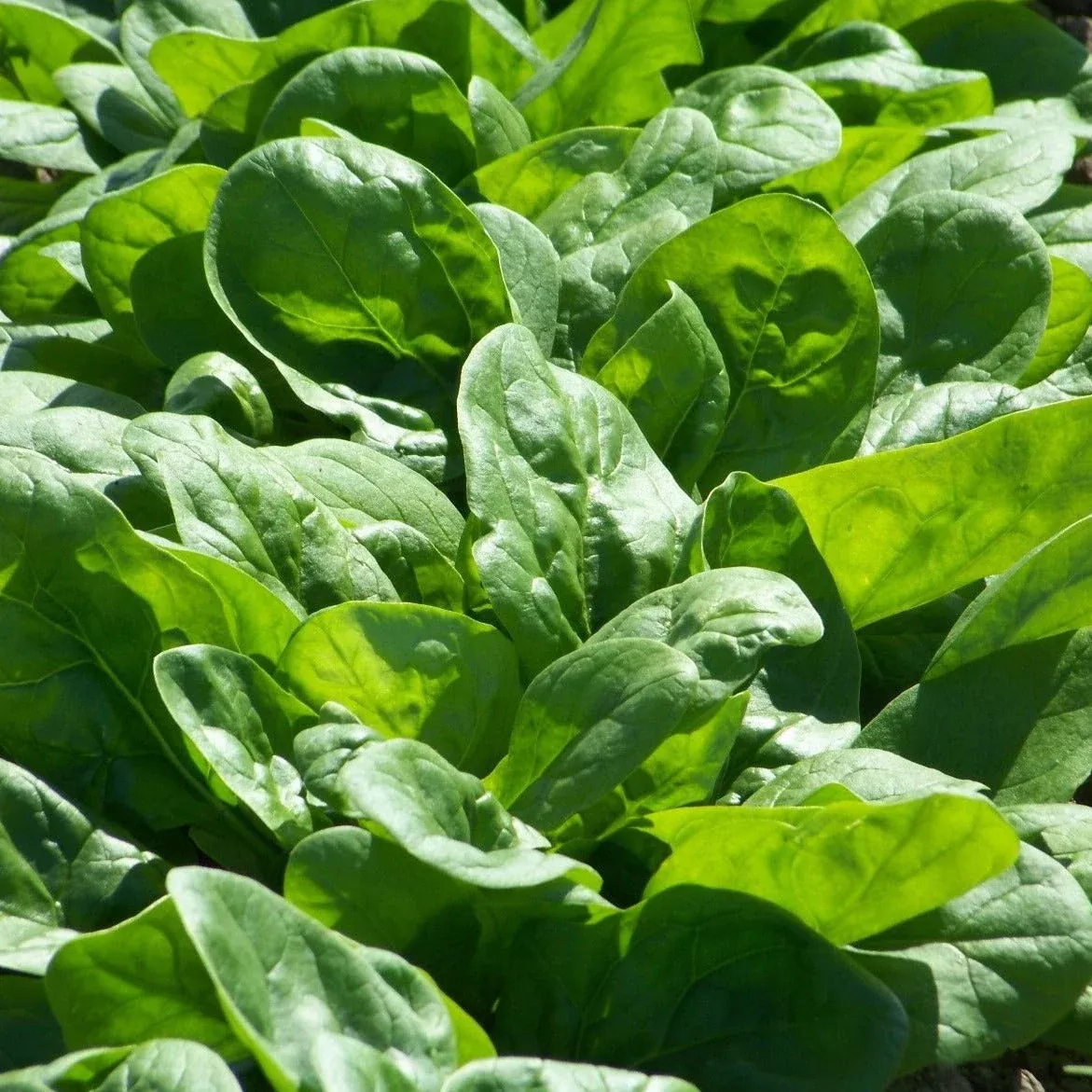 Bloomsdale Spinach