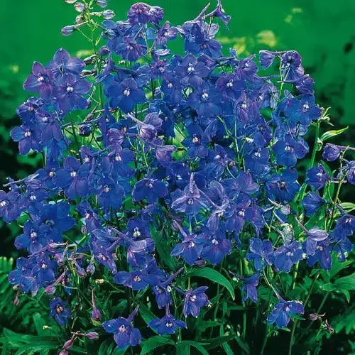 Blue Butterfly Delphinium
