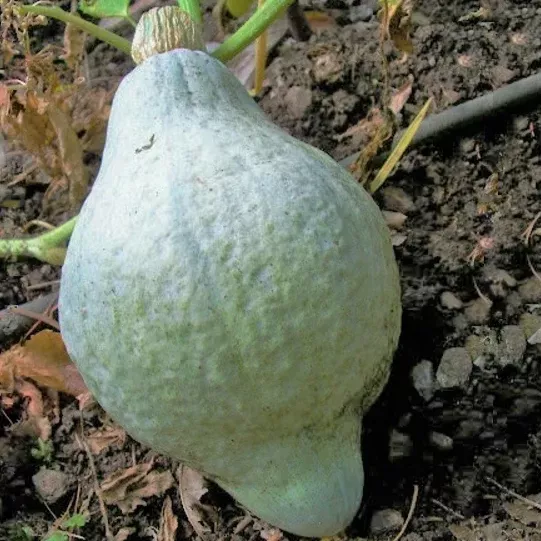 Blue Hubbard Squash